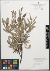 Foto von Salix glaucosericea Flod.